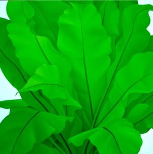 Green leaves