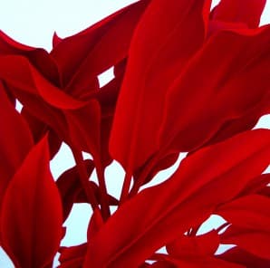 Red Leaves
